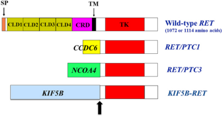 2022年終盤(pán)點(diǎn) | NSCLC靶向治療之RET篇