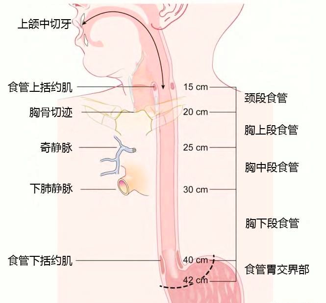 食管癌 TNM 分期，你真的掌握了嗎？