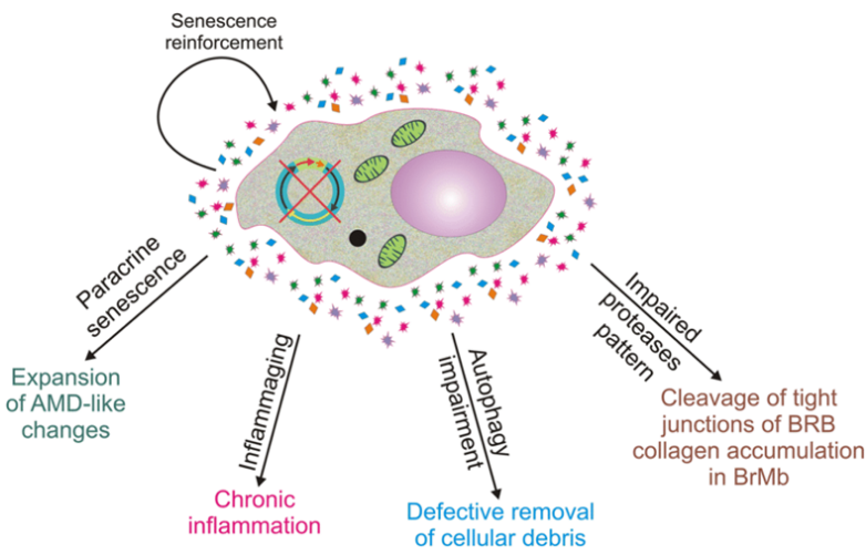 重磅級文章解讀：科學(xué)家們在肝癌研究領(lǐng)域取得的新成果！