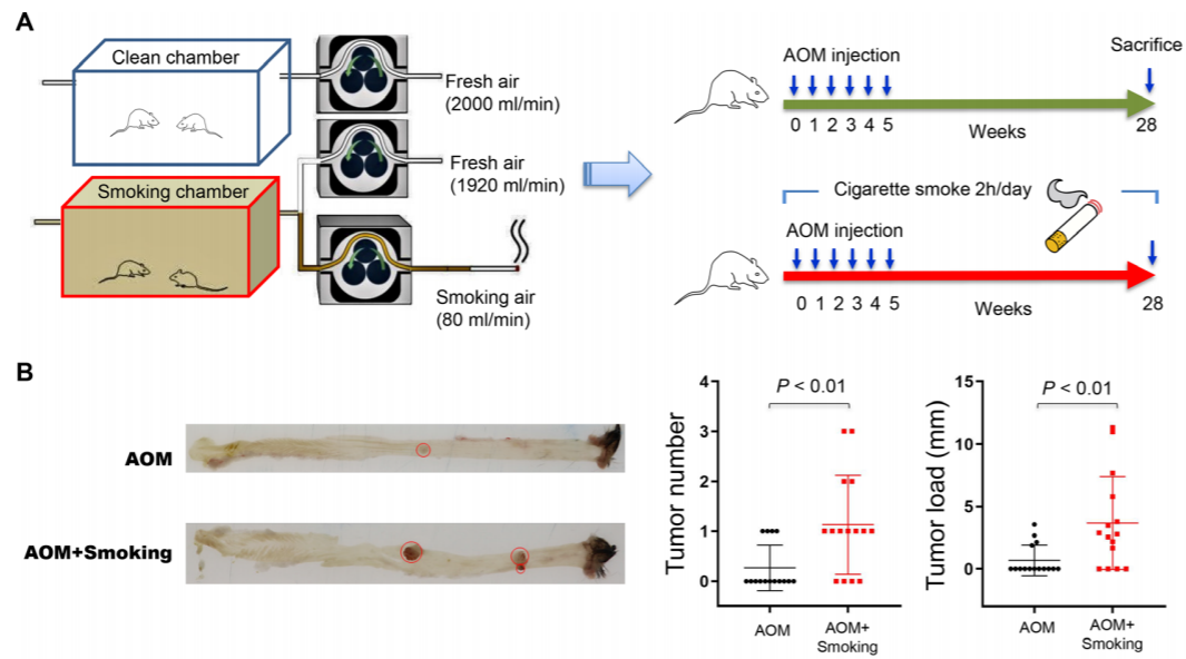 Gut：不要吸煙！香港中文大學(xué)于君團(tuán)隊(duì)發(fā)現(xiàn)香煙煙霧可以促進(jìn)結(jié)直腸癌