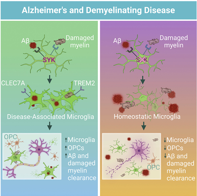 2022年終盤點：阿爾茲海默病研究領(lǐng)域重磅級成果！
