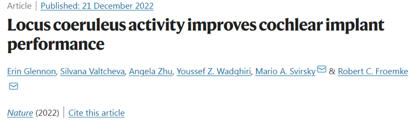 Nature：刺激大腦中的藍斑核有望改善人工耳蝸使用者恢復(fù)聽力的效率