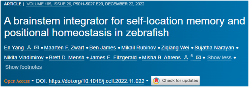 Cell：在斑馬魚身上發(fā)現(xiàn)了一個能夠自我定位的大腦回路