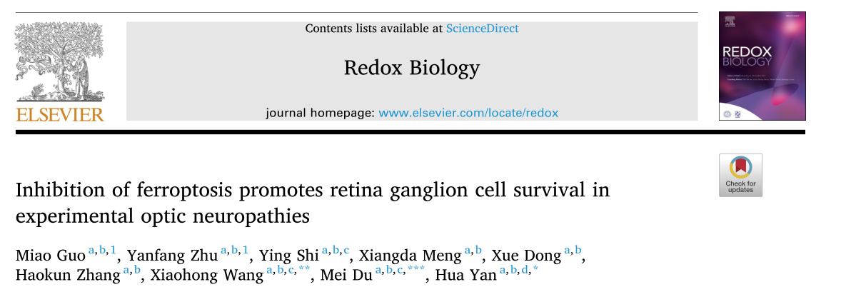 Redox Biology: 抑制鐵死亡促進實驗性視神經(jīng)病變視網(wǎng)膜神經(jīng)節(jié)細(xì)胞存活