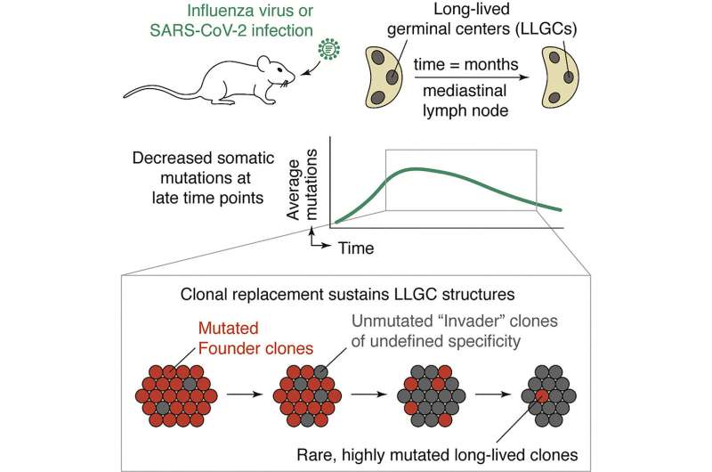 《Cell》發(fā)現(xiàn)免疫系統(tǒng)的“武器研發(fā)實驗室”