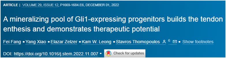 Cell Stem Cell：移植Gli1+祖細(xì)胞有望促進撕裂的肩袖肌腱修復(fù)