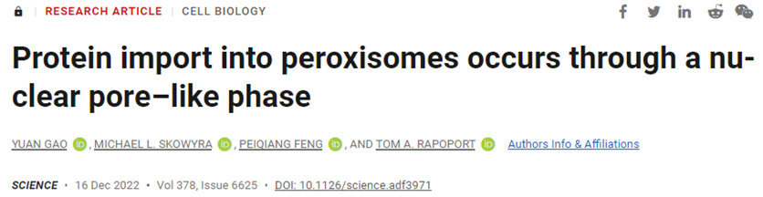 Science：揭示過氧化物酶體蛋白輸入機制