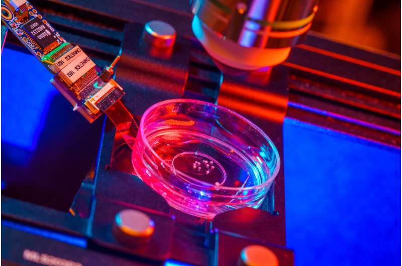 首次將人腦類器官植入小鼠皮層，它們對視覺刺激做出了反應(yīng)……