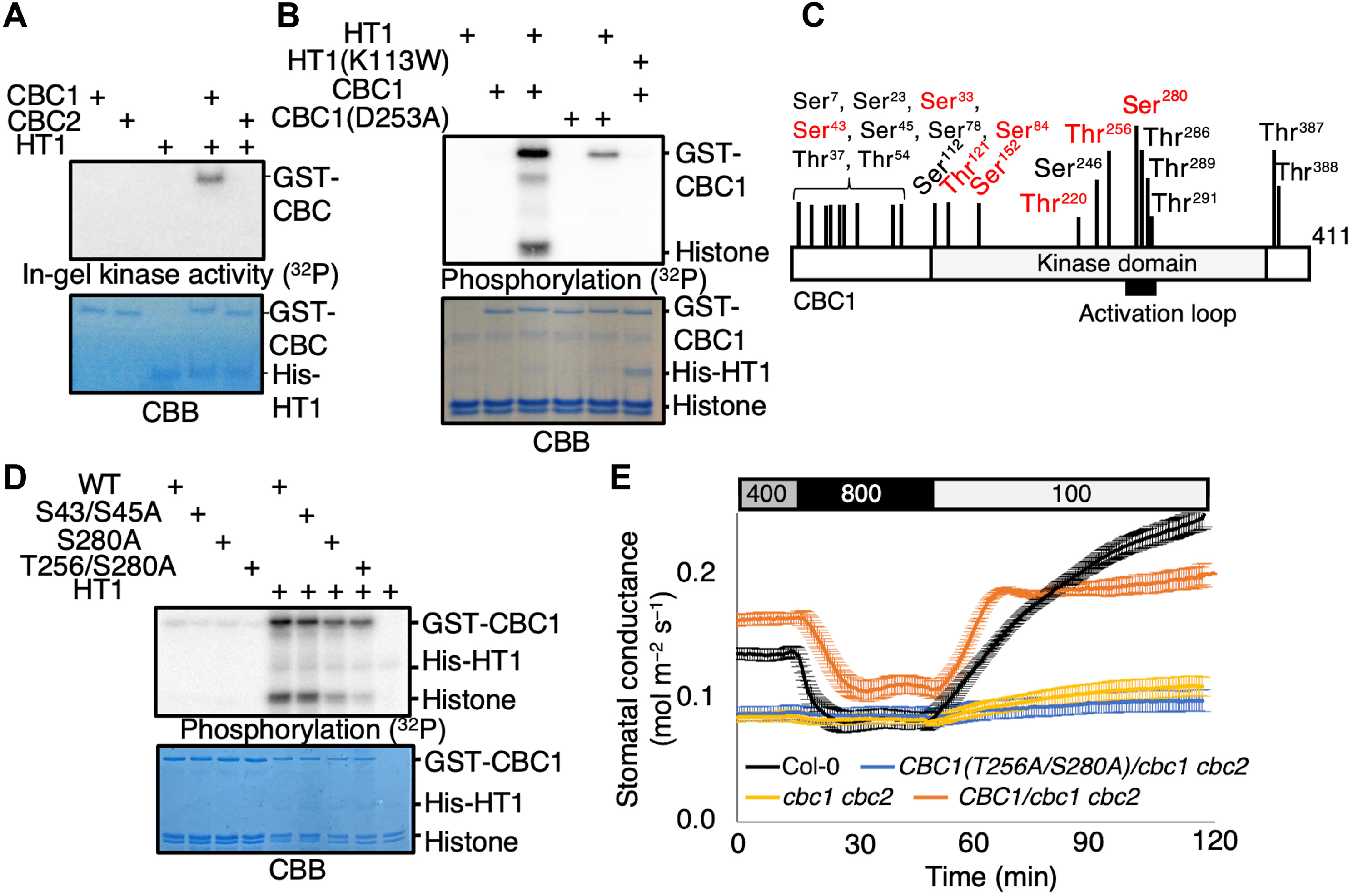 Science Advances:科學(xué)家發(fā)現(xiàn)植物用來控制“嘴巴”的機制