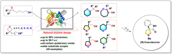 環(huán)氧水解酶計算設(shè)計合成手性雜環(huán)化合物方面取得進展