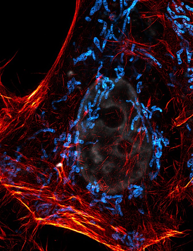 Proc. Natl. Acad. Sci. U.S.A.: 研發(fā)新探針實現(xiàn)線粒體多色STED成像