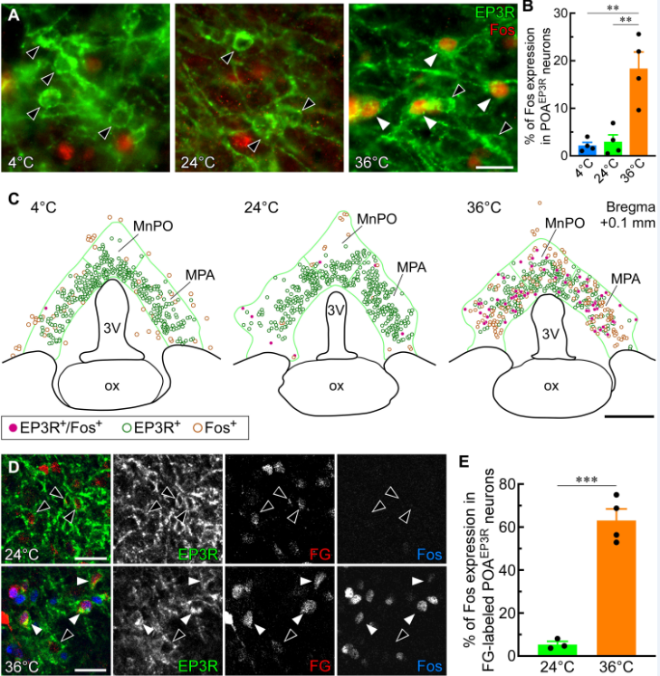 Sci Adv：重磅！科學(xué)家識別出維持哺乳動物機體正常體溫的關(guān)鍵神經(jīng)元