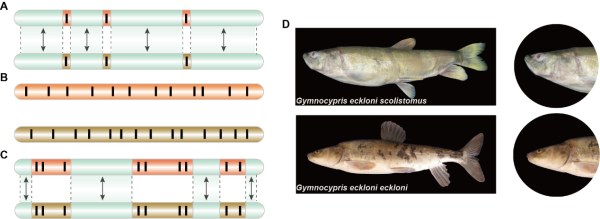 National Science Review:揭示同域物種形成的成種模式