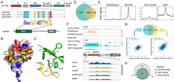 PNAS:研究揭示植物SUVH6酶催化位點特異H3K9甲基化的分子基礎(chǔ)