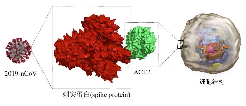 陽了后會導(dǎo)致心肌炎嗎？怎么做才能避免？