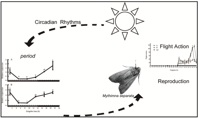 研究揭示生物鐘基因在東方粘蟲飛行與生殖行為中的重要作用
