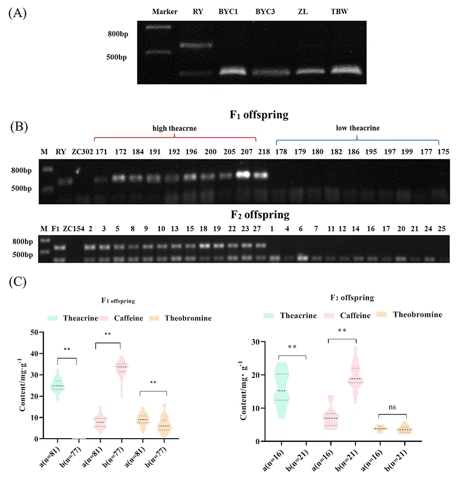 茶樹嘌呤生物堿合成相關(guān)優(yōu)異基因的發(fā)掘與利用研究取得新進展