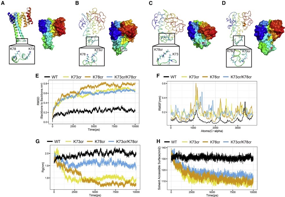 亮氨酸調(diào)節(jié)自噬研究中取得新進展