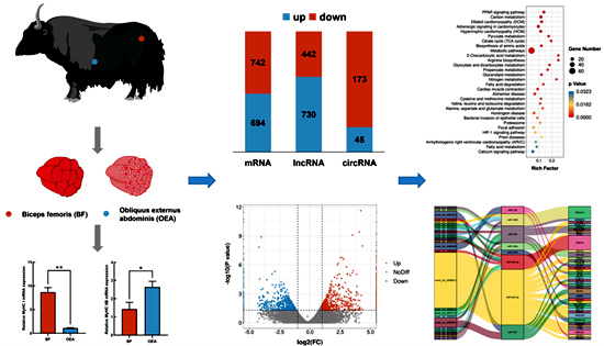 研究發(fā)現(xiàn)調(diào)控牦牛骨骼肌能量代謝的分子機制
