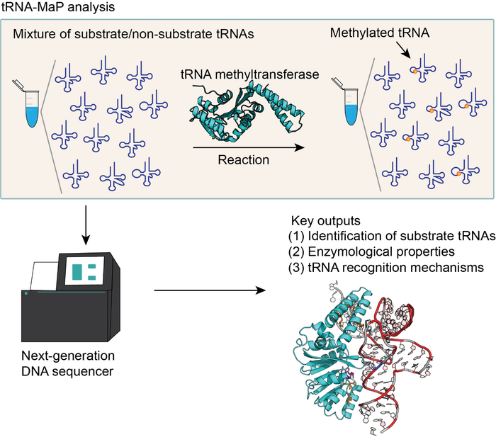 tRNA-MaP：新一代DNA測序?qū)NA相關(guān)酶進行功能分析